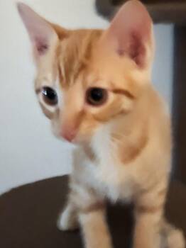 Topper -  Domestic Short Hair Cat for Adoption in Magnolia, Texas - Topper | PetCurious