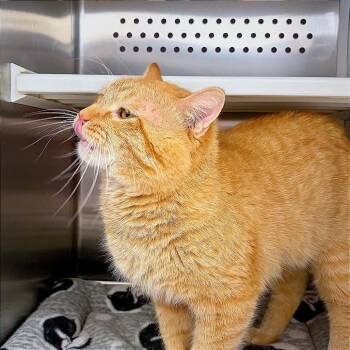 Teddy -  Domestic Short Hair Cat for Adoption in Hannibal, Missouri - Teddy | PetCurious