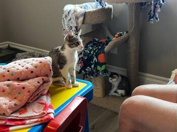 Rescue Domestic Short Hair and Tabby Cats for Adoption in Prescott, Arizona - Jersey | PetCurious