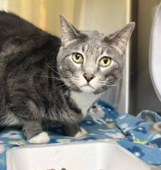 Ozzie -  Domestic Short Hair Cat for Adoption in Sioux City, Iowa - Ozzie | PetCurious