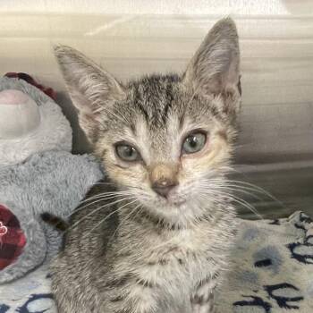 Cookie Dough -  Domestic Short Hair Cat for Adoption in West Palm Beach, Florida - Cookie Dough | PetCurious