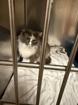 Domestic Long Hair Cats Available for Adoption in Douglasville, Georgia - Fluffy | PetCurious
