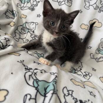 Scribble -  Domestic Short Hair and Extra Toes Cat Hemingway Polydactyl Cat for Adoption in La Grange, Kentucky - Scribble | PetCurious