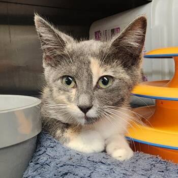 Melody -  Domestic Short Hair Cat for Adoption in Manhattan, Kansas - Melody | PetCurious