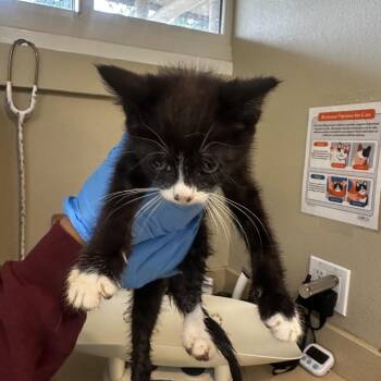 Xhiaohei -  Domestic Long Hair Cat for Adoption in Ojai, California - Xhiaohei | PetCurious