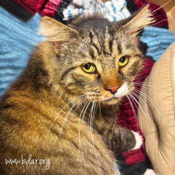 Kiki -  Domestic Long Hair and Domestic Short Hair Cat for Adoption in Cheyenne, Wyoming - Kiki | PetCurious