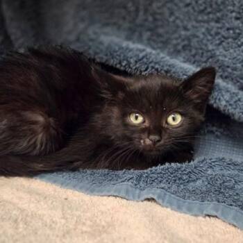 Toph -  Domestic Short Hair Cat for Adoption in Westland, Michigan - Toph | PetCurious