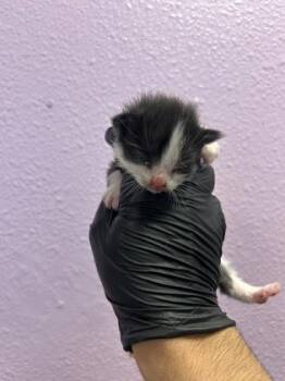 61397762 -  Domestic Short Hair Cat for Adoption in El Paso, Texas - 61397762 | PetCurious
