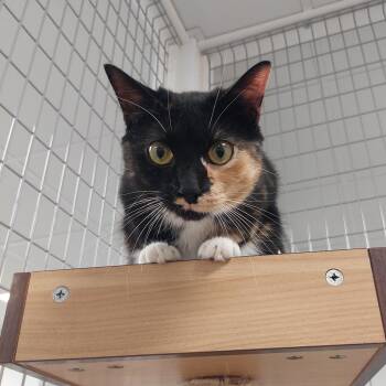 Rescue Domestic Short Hair Cats for Adoption in Williamsport, Pennsylvania - Patches Hopkins | PetCurious