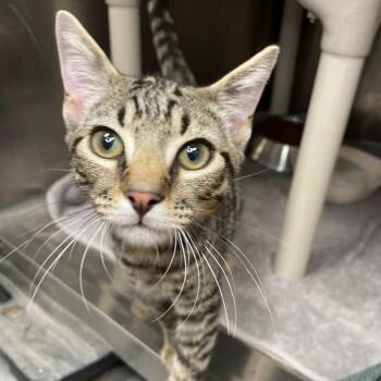 Derek -  Domestic Short Hair Cat for Adoption in Roanoke, Virginia - Derek | PetCurious