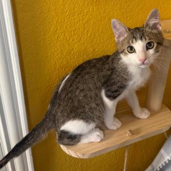 Anchovy -  Domestic Short Hair Cat for Adoption in Lewisville, Texas - Anchovy | PetCurious