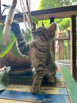 Moses -  Domestic Short Hair Cat for Adoption in Johnson City, Tennessee - Moses | PetCurious