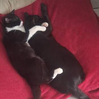 Domestic Short Hair Cats Available for Adoption - Midnight | PetCurious