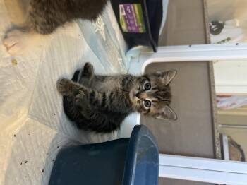 Domestic Short Hair Cats Available for Adoption in Fruit Heights, Utah - ViVi | PetCurious