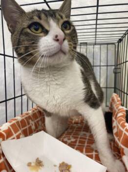 Domestic Short Hair Cats Available for Adoption in Dallas, Texas - Slate 0453 | PetCurious