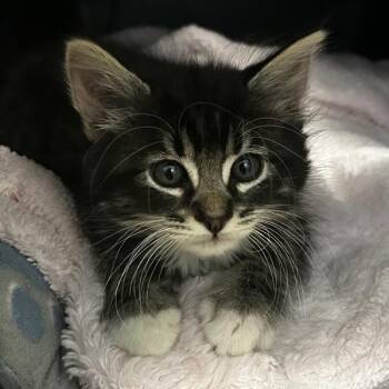 Domestic Short Hair Cats Available for Adoption in Oakland, California - Monkey Business | PetCurious