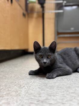 Rescue Domestic Short Hair Cats for Adoption in Camp Hill, Pennsylvania - Lucy | PetCurious
