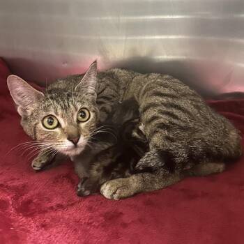Udon -  Domestic Short Hair Cat for Adoption in Titusville, Florida - Udon | PetCurious