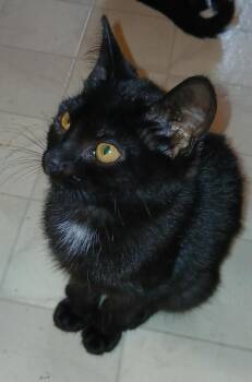 Pepperoni -  Domestic Short Hair Cat for Adoption - Pepperoni | PetCurious