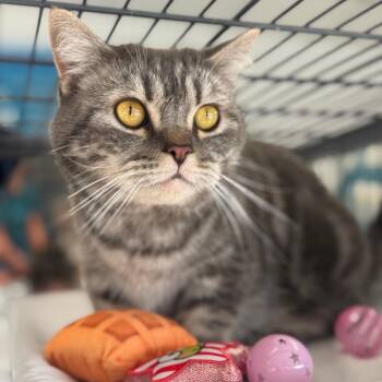 Munchkin Cats Available for Adoption in Chesapeake, Virginia - Bennett | PetCurious
