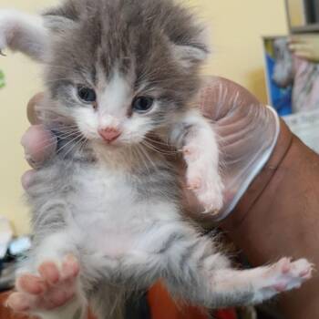 Booberry -  Domestic Short Hair Cat for Adoption in Lynchburg, Virginia - Booberry | PetCurious