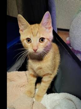 Mini Fig -  American Shorthair Cat for Adoption in Milwaukee, Wisconsin - Mini Fig | PetCurious