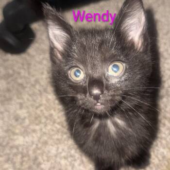 Wendy -  Domestic Short Hair Cat for Adoption in Carmel, Indiana - Wendy | PetCurious