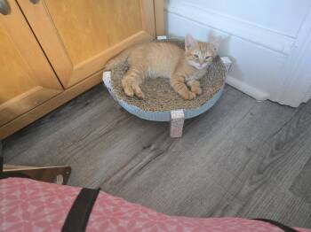 Nemo -  Domestic Short Hair Cat for Adoption in Philadelphia, Pennsylvania - Nemo | PetCurious