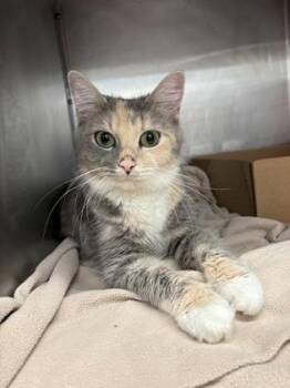 Domestic Medium Hair and Domestic Short Hair Cats Available for Adoption in West Chester, Pennsylvania - Latte | PetCurious