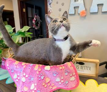 Downy -  American Shorthair Cat for Adoption in Ashland, Kentucky - Downy | PetCurious