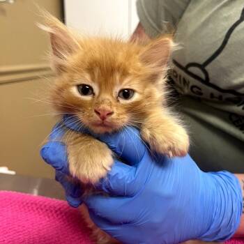 Scottie -  Domestic Long Hair Cat for Adoption in Milan, Illinois - Scottie | PetCurious