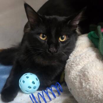 Marcus -  Domestic Medium Hair Cat for Adoption in San Jacinto, California - Marcus | PetCurious