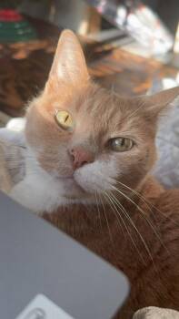 Domestic Medium Hair Cats Available for Adoption in Peru, New York - ***Courtesy Listing*** O