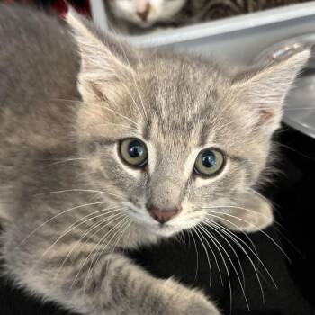 Skedaddle -  Domestic Medium Hair Cat for Adoption in Louisville, Kentucky - Skedaddle | PetCurious