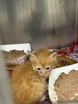 A186090 -  Domestic Long Hair and Domestic Short Hair Cat for Adoption in Pasadena, Texas - A186090 | PetCurious