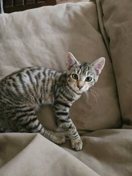 Domestic Short Hair Cats Available for Adoption in Huffman, Texas - Xena | PetCurious