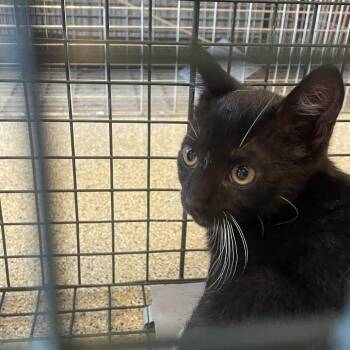 Pompompurin -  Domestic Short Hair Cat for Adoption in Gloucester, Virginia - Pompompurin | PetCurious