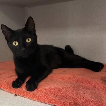 -Spider -  Domestic Short Hair Cat for Adoption in Red Bluff, California - -Spider | PetCurious