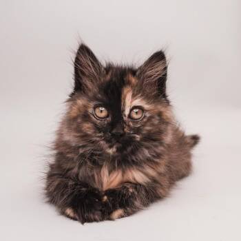 Domestic Long Hair Cats Available for Adoption in Palm Springs, California - Zoe | PetCurious
