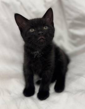 Onyx * -  Domestic Short Hair Cat for Adoption in West Palm Beach, Florida - Onyx * | PetCurious