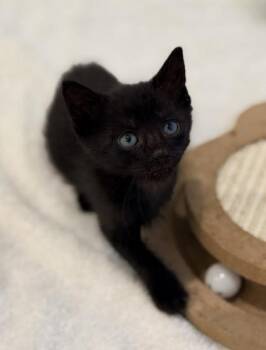 FERN -  Domestic Short Hair Cat for Adoption in Fernandina Beach, Florida - FERN | PetCurious