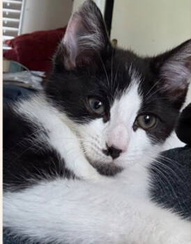 Rescue Domestic Short Hair Cats for Adoption in Hanover, Pennsylvania - Trixie | PetCurious