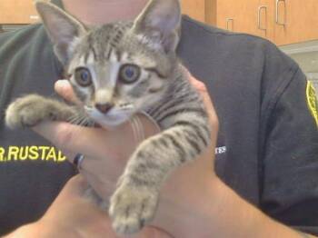 Domestic Short Hair Cats Available for Adoption in Sacramento, California - FERN | PetCurious