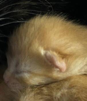 Domestic Short Hair Cats Available for Adoption in Fort Worth, Texas - Moni | PetCurious