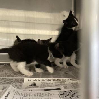 Cyan -  Domestic Short Hair Cat for Adoption in Hawthorne, California - Cyan | PetCurious