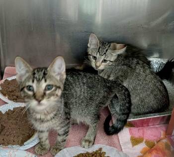 Zumo -  Domestic Short Hair Cat for Adoption in Detroit Lakes, Minnesota - Zumo | PetCurious