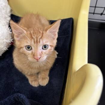 Bramble -  Domestic Short Hair Cat for Adoption in Houston, Texas - Bramble | PetCurious