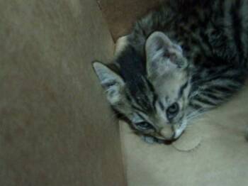 Domestic Short Hair Cats Available for Adoption in Dallas, Texas - JAPAN | PetCurious