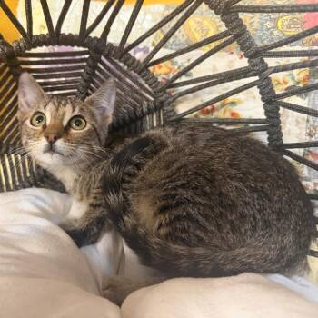 Tetra -  Domestic Short Hair Cat for Adoption in Lewisville, Texas - Tetra | PetCurious