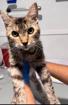 Domestic Short Hair Cats Available for Adoption - Jolene | PetCurious